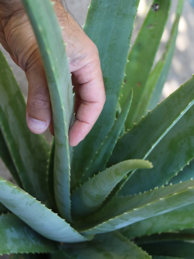 What Are the Benefits of Aloe Vera for Face Skin and Hair